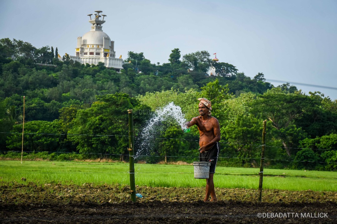 ddmallick's tweet image. With monsoon yet to hit the peak in state, a farmer waters his land for planting paddy saplings in the backdrop of Dhauli Peace Pagoda on the outskirts of Bhubaneswar.

#Monsoon #PaddyCultivation
@NewIndianXpress @XpressOdisha