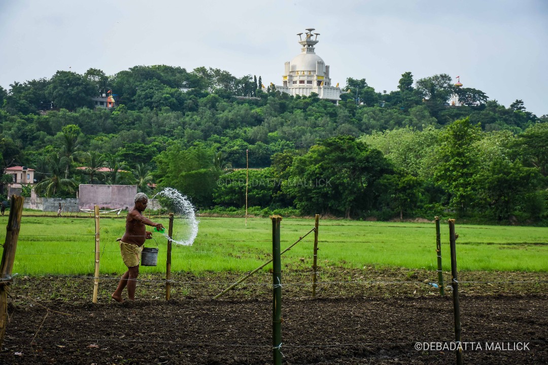 ddmallick's tweet image. With monsoon yet to hit the peak in state, a farmer waters his land for planting paddy saplings in the backdrop of Dhauli Peace Pagoda on the outskirts of Bhubaneswar.

#Monsoon #PaddyCultivation
@NewIndianXpress @XpressOdisha