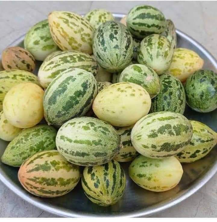 Sanatani_Purnim's tweet photo. कुछ लोग इन्हें तरबूज के अंडे समझते होंगे लेकिन ये असल में क्या हैं यह बहुत कम लोगों को पता होगा..🤣 https://t.co/Qke0B3tBWB