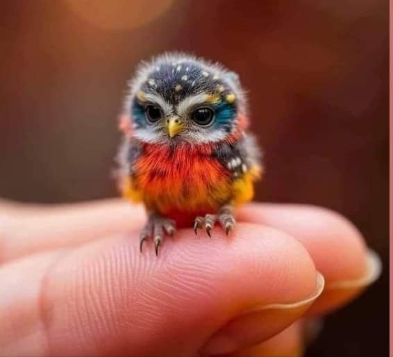 SpagnoloPaola's tweet photo. Pulcino di gufo più piccoli al mondo 😍siamo degni di tanta bellezza? https://t.co/L8ALq0inQT