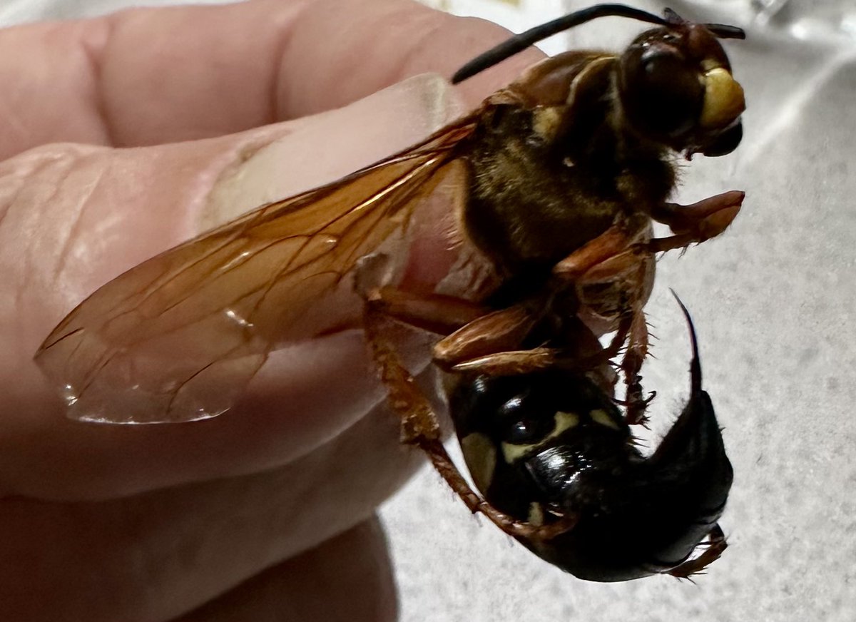 Get Swamped! tweet media