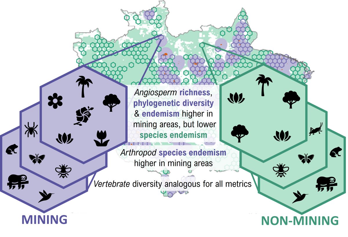 New paper | Brazilian Amazon mining areas contain greater angiosperm evolutionary history &amp; arthropod endemism than unmined areas; vertebrates not  suitable as a proxy for other groups in risk/impact assessment➡️opportunity to improve SLO &amp; EIA practices onlinelibrary.wiley.com/doi/10.1111/dd…