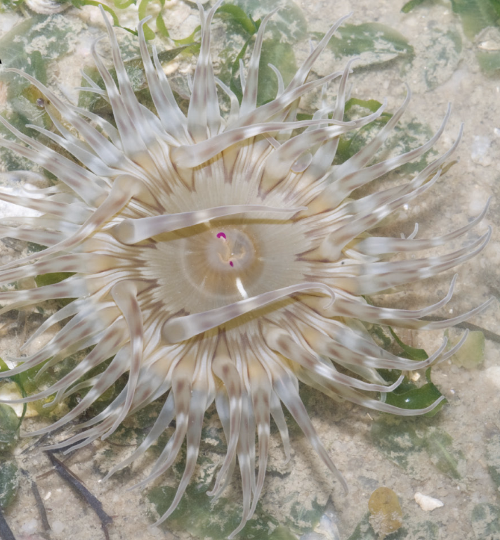 Reef Ecology Lab tweet media