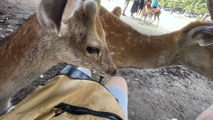 課金アイテムはつよし 