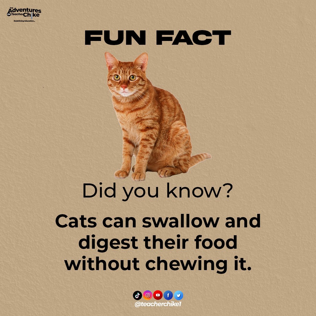 Teacher Chike on Twitter "Cats are known to be capable of swallowing