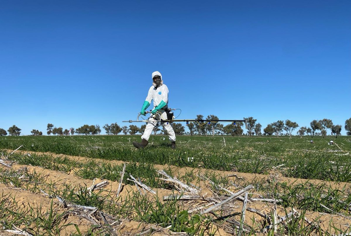 Nigel Routledge (@nigelroutledge) on Twitter photo Our trial site at East Bowes is up and away.
Joey from Delta Ag WA was up a few weeks ago and gave us a hand to get across it all ๐
We've got a field walk over this site next Wednesday the 19th of July at 4pm.
Contact Nigel if you'd like more details | nigel@irural.net.au Our trial site at East Bowes is up and away.
Joey from Delta Ag WA was up a few weeks ago and gave us a hand to get across it all ๐
We've got a field walk over this site next Wednesday the 19th of July at 4pm.
Contact Nigel if you'd like more details | nigel@irural.net.au