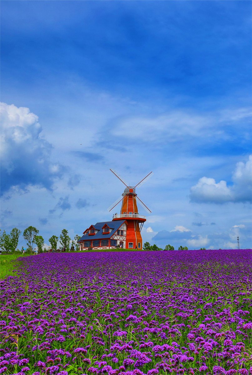 The sky is deep blue, with white clouds hanging low. A windmill turns slowly, and fields of lavender stretch out as far as the eye can see. Romance fills every corner of Harbin Provence Lavender Manor. 
#naturalcolor #100dayaction #longjiangtravel #coolheilongjiang