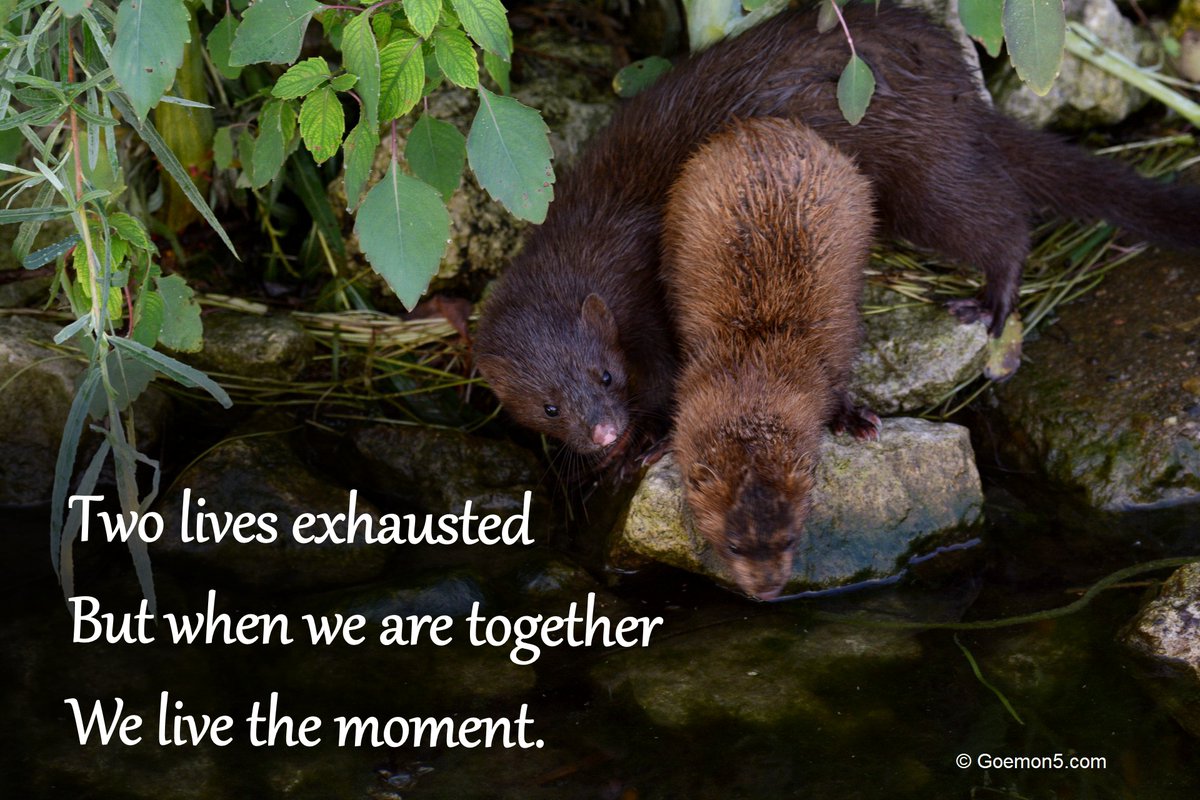 Seven-day #haikuchallenge! I'll make an effort to create one #haiku a day. Number 1:

Two lives exhausted.
But when we are together
we live the moment.

#poetry #poetrychallenge #mondaypoem #poetrylovers