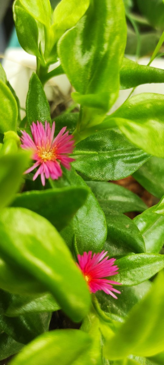 Embrace the beauty of the present moment and let positivity guide your day! Spread kindness, uplift others, and find joy in the little things. A single act of goodness can make a world of difference.  #BeTheLight #ChooseHappiness #SpreadKindness