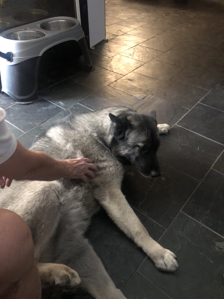PerfNMusician's tweet photo. Food, bingo, puppy and a game of Yahtzee. Overall a good day! ☺️ https://t.co/JxY0FCVNrL
