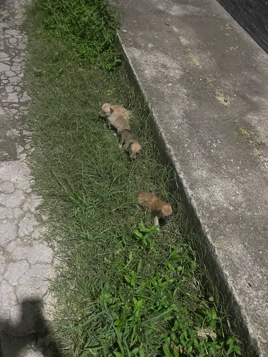 Instituto de bienestar animal
Favor vengan a salvar estos animalitos abandonados en Tejutepeque. 
<a href="/ibaelsalvador/">Instituto de Bienestar Animal</a>