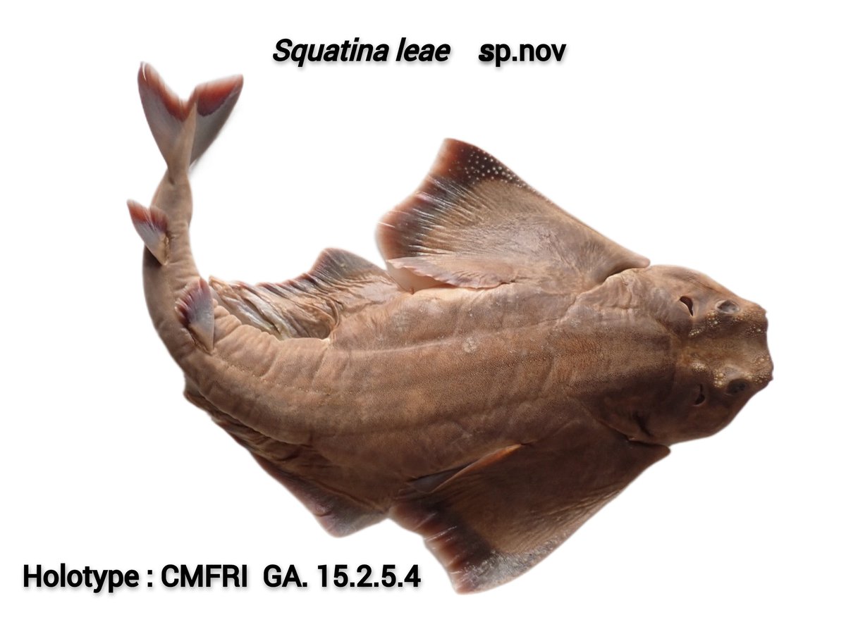 #Squatina leae sp. nov. New #shark species from the #Indian Ocean doi.org/10.3390/biolog… #India #Indian Ocean #shark #Diversity @IUCNShark @NHM_London @Africas_Sawfish @gavinnaylor @dfbvaz @FloridaMuseum @ICAR_CMFRI