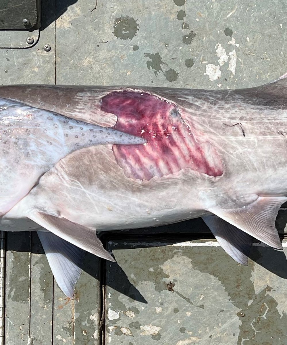 SRiderfishbio's tweet photo. While sampling a recently discovered (to us at least) #river thermal refuge for a few targeted species such as sturgeon/walleye, we caught this #paddlefish. Pretty severe infection/trauma going on here! #Polyodon #fishdisease #fishhealth #fishbiology https://t.co/pMAQujeVrC