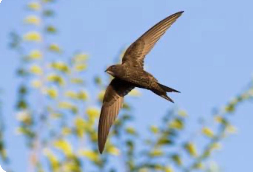 sidd_sharma01's tweet photo. As I gaze at the energetic and erotic flight of the magnificent scream of #SwiftBirds early morning, am reminded of a beautiful poem which I always enjoy!!!
So #deep and so #enthralling!!!
SLOW DANCE ~ David L. Weatherford
Have you ever watched kids
On a merry-go-round?
Or listened to the rain
Slapping the ground?
Ever followed a butterfly’s erratic flight?
Or gazed at the sun into the fading night?
You better slow down
Don’t dance so fast.
Time is short.
The music won’t last.
Do you run through each day
On the fly?
When you ask: How are you?
Do you hear the reply?
When the day is done,
Do you lie in your bed
With the next hundred chores
Running through your head?
You’d better slow down.
Don’t dance so fast.
Time is short.
The music won’t last.
Ever told your child,
We’ll do it tomorrow?
And in your haste,
Not see his sorrow?
Ever lost touch,
Let a good friendship die
Cause you never had time
To call and say, “Hi”?
You’d better slow down
Don’t dance so fast.
Time is short.
The music won’t last.
When you run so fast to get somewhere
You miss half the fun of getting there.
When you worry and hurry through the day,
It is like an unopened gift thrown away.
Life is not a race.
Do take it slower.
Hear the music
Before the song is over.
#SlowDance #BeforeTheSongIsOver #DavidLWeatherford #HaveYouEver #Nature #NartureAndItsGlory #StealTheGlory #StealTheMoment #LiveEveryMoment #Life #LifeAndNature #TakeItSlower #MorningMuse #TuesdayThoughts