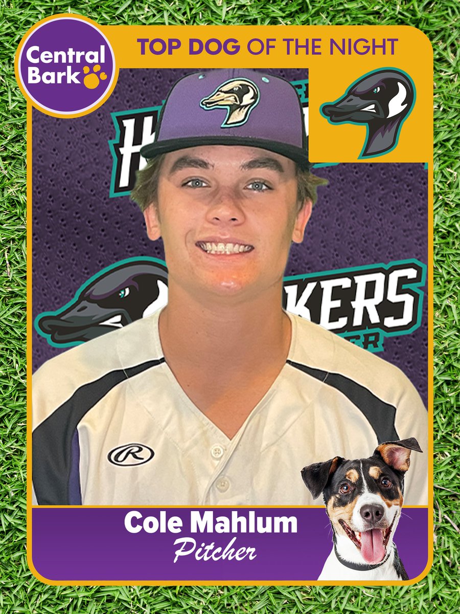 RochHonkers's tweet photo. We started our home stand strong, beating the Bismarck Larks 12-6. Cole Mahlum (@cmahlum5) led the way on the mound, allowing just one run in six innings. Our starter is the @CentralBarkRCH Top Dog of the Night! #CentralBarkRochester #FunForTheWholeFlock https://t.co/jn7g1mCmTD