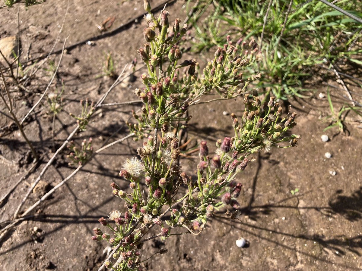 Bruce Cook tweet media