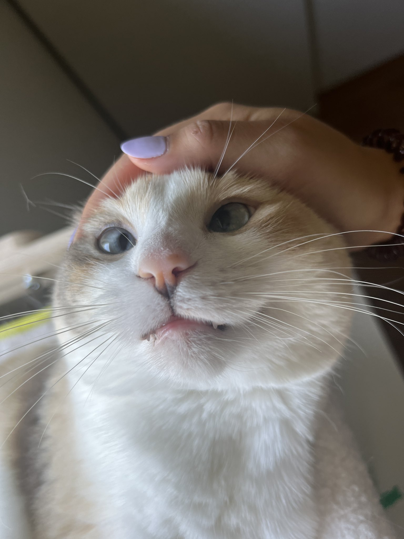 Panko A Cat S Mom On Twitter Https T Co 93qfcqjy6u Twitter