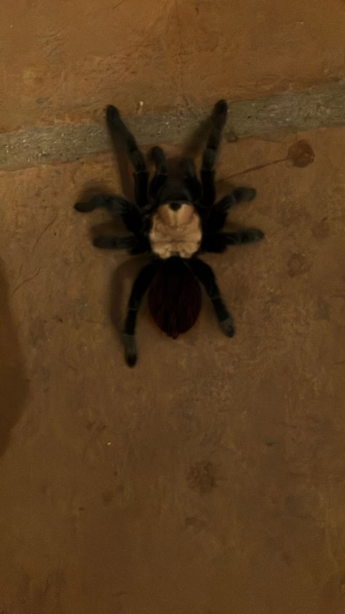 LaChaconC's tweet photo. Hola @Arachno_Cosas acabamos de encontrar este espécimen. ¿Es una tarántula? ¿Es de im? https://t.co/fAQbmhop1m