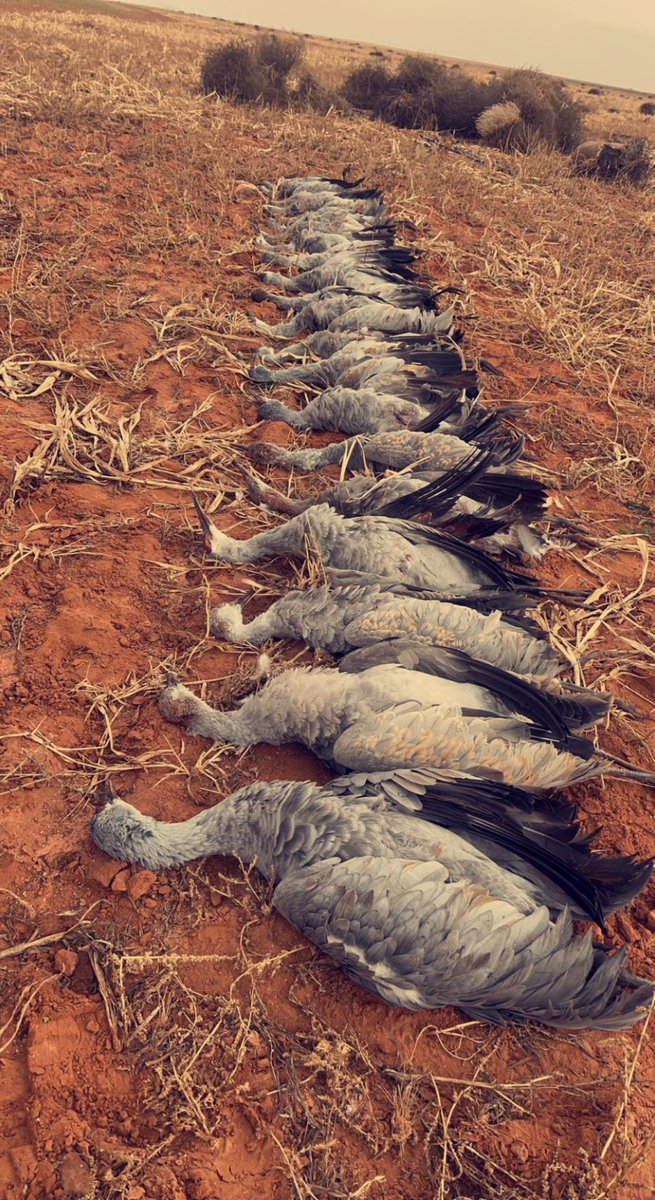 #westtexassafaris book your hunts with us westtexassafaris.com