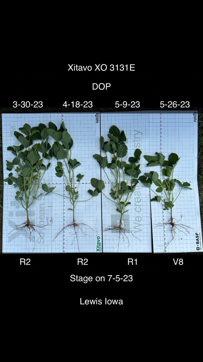 BillBackhaus's tweet photo. @BASFAgProducts 3-30-23 DOP trial staging update: XO 2613E (R3); XO 2963E (R3); XO 3131E (~R3) & XO 3483E (R2). More time in R2 = BPA! Great pairing of products, #XitavoSoybeanSeed exclusively distributed by @BASFAgProducts #LibertyHerbicide, #SeedDoneRight, #PlantHealth, #Revytek, #Renestra https://t.co/EgJ5edDV9h