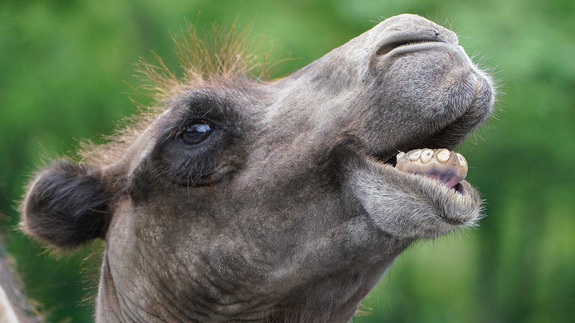 ラクダの皮で作ったランプ 月の砂漠 ラクダの皮で作ったランプ 月の ラクダの皮で作ったランプ 月の砂漠 ラクダの皮で作ったランプ 月の