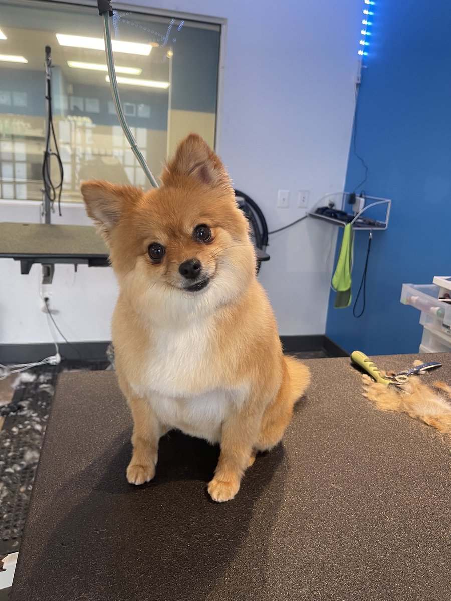 MuttandJoe's tweet photo. Bailey looking foxy after her haircut with Kaitlyn! 🦊
.
.
.
#muttandjoe #dogwash #doggrooming #coffeeshop #marylandgroomers #marylanddogs #marylanddogspots #marylandcoffee #mddogs #severnapark #severnaparkmd #severnaparkdogs https://t.co/eJOk1qaGnn