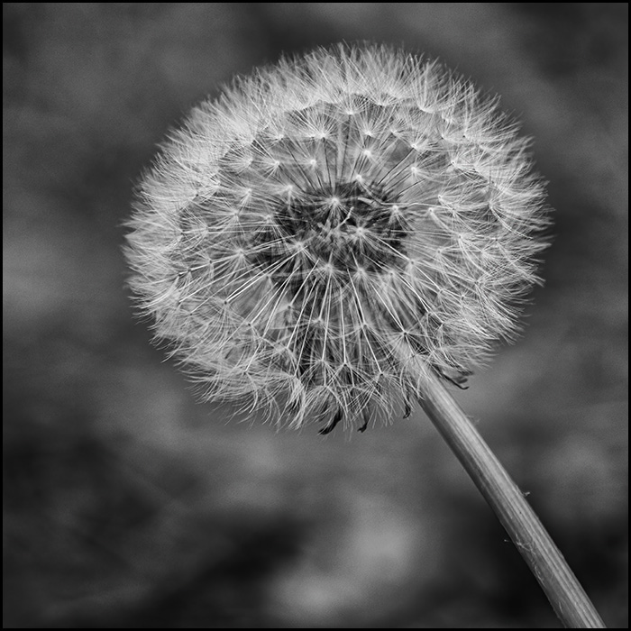 The lowly Dandelion, Taraxacum officinale, is often considered the scourge of well kept lawns. However these plants have been used as a source of... cont'd at bob-decker.pixels.com/featured/dande… #AYearForArt #BuyIntoArt #blackandwhite #photography #fineart #wallart #blackandwhitephoto