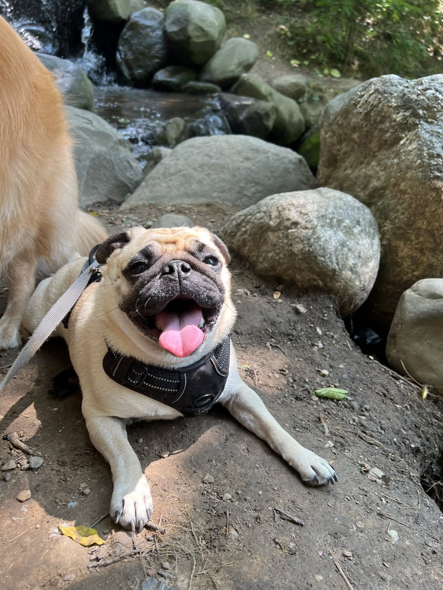 mayrushart tweet media