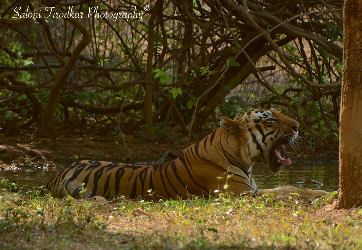 Tiger Tuesday!
Tongue’s Out Tuesday!

🐅: Tala.
📷: @WildlifeSaloni 
📍: Tadoba Andhari Tiger Reserve, Maharashtra.

#salonitirodkarphotography #tigertuesdays #tongueouttuesday #panthera #pantheratigris #pantheratigristigris #tala #tiger #tigersoftadoba #tigersofindia