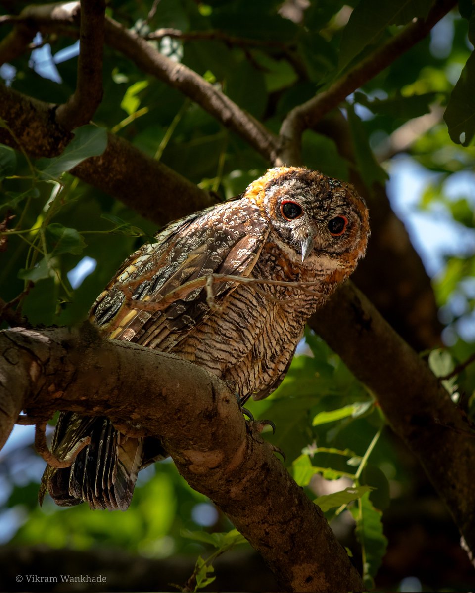 #Mottled Wood #Owl