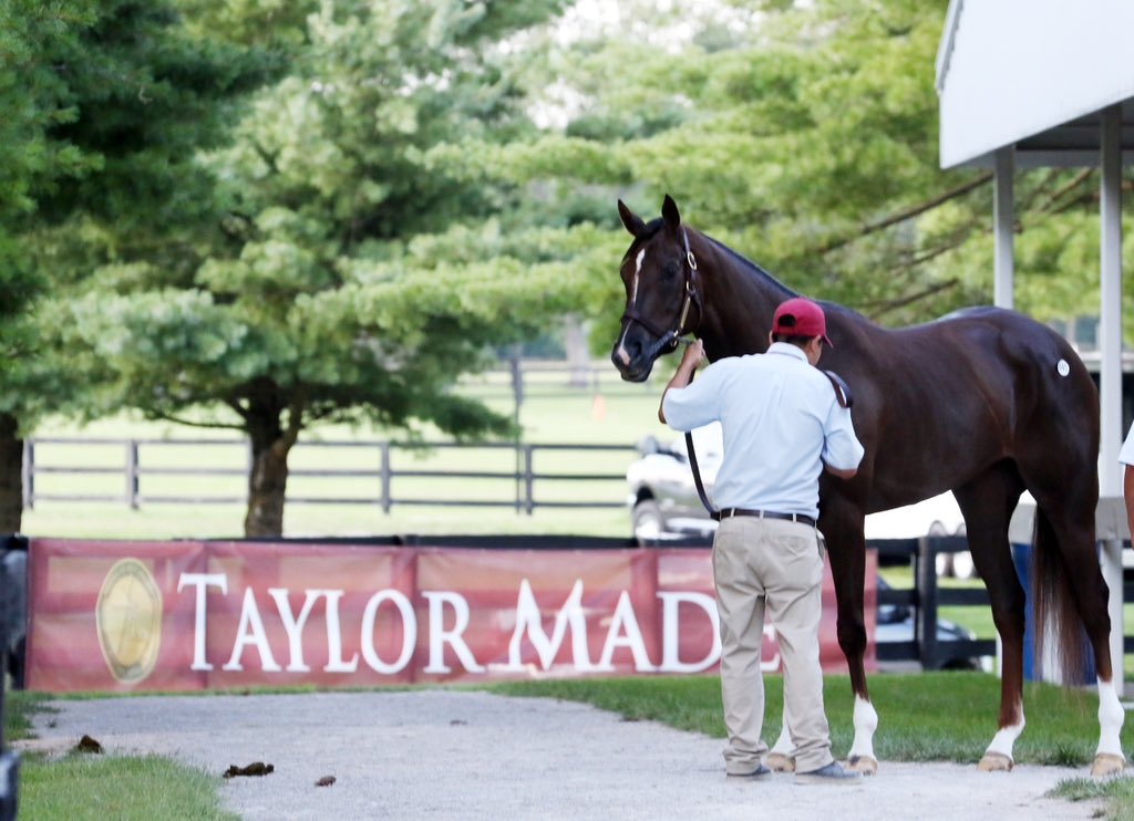 BloodHorse's tweet photo. The @fasigtipton July Selected Horses of Racing Age Sale concluded with three horses selling for $500K or more including last out Iowa Oaks (G3) winner #CryptoMo! #FasigHORA
WATCH ON BH → https://t.co/dvkfTfuGCR https://t.co/tDUkfS5xHX
