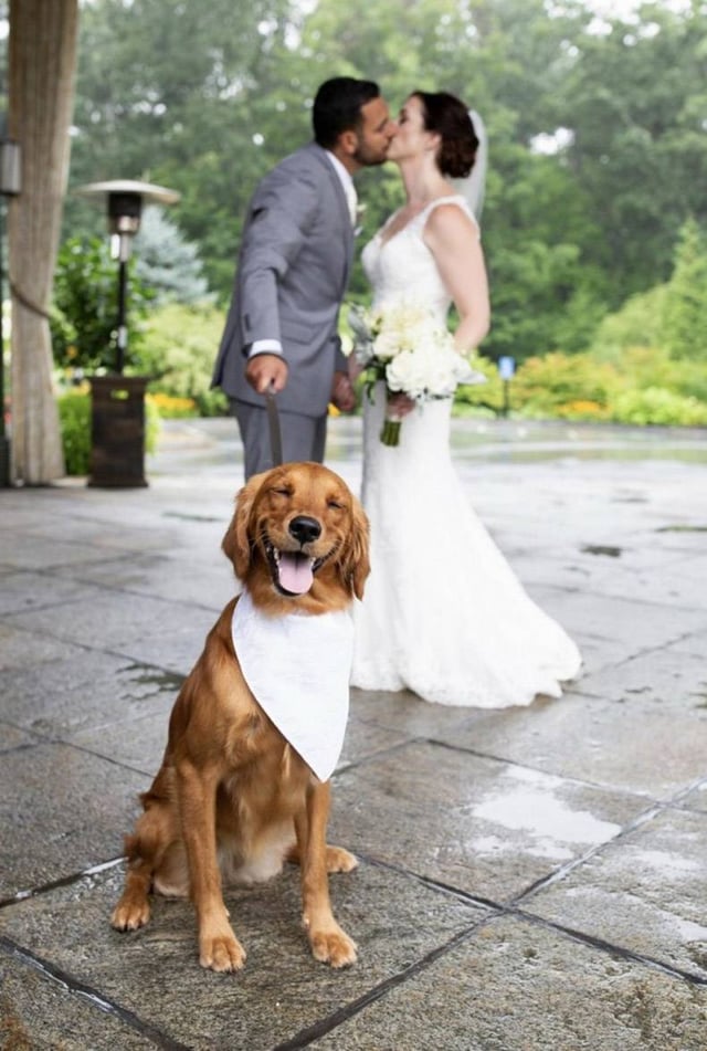 Puppieslover's tweet photo. 'They hired a photographer just for me!' https://t.co/JocPFxYXlA