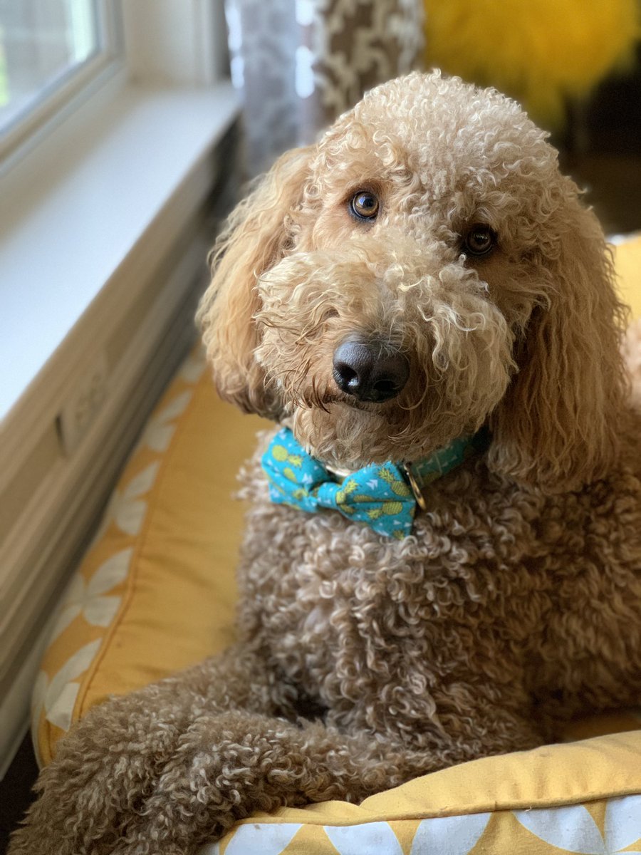 Clizby2's tweet photo. Trying out the new rug and enjoying my expanded access to my windows. APPROVED! #Clibzy #dogsoftwitter #dogtwitter #dogsontwitter #MondayMood https://t.co/NYP1juk8Pj