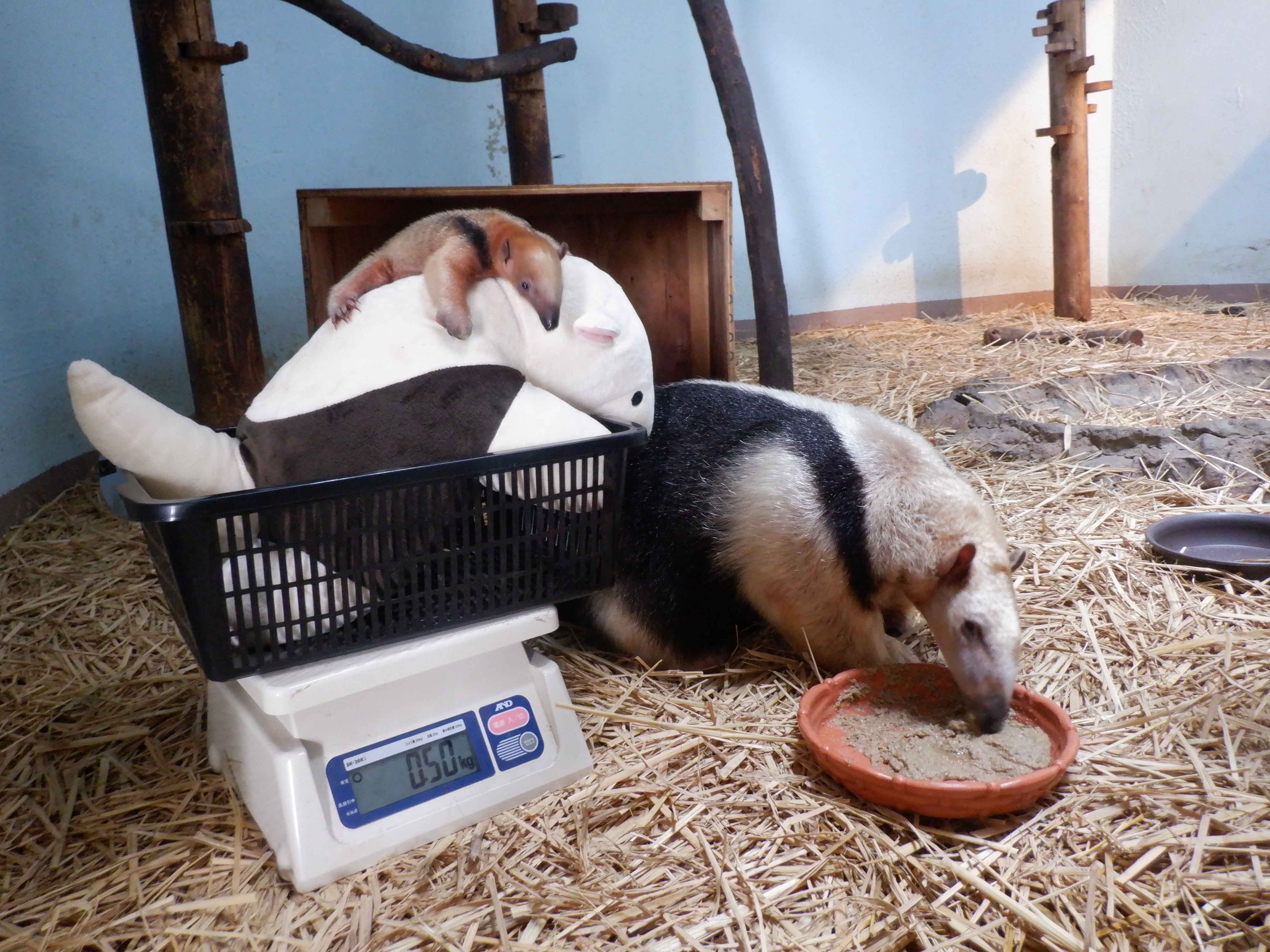 上野動物園［公式］ on X: 