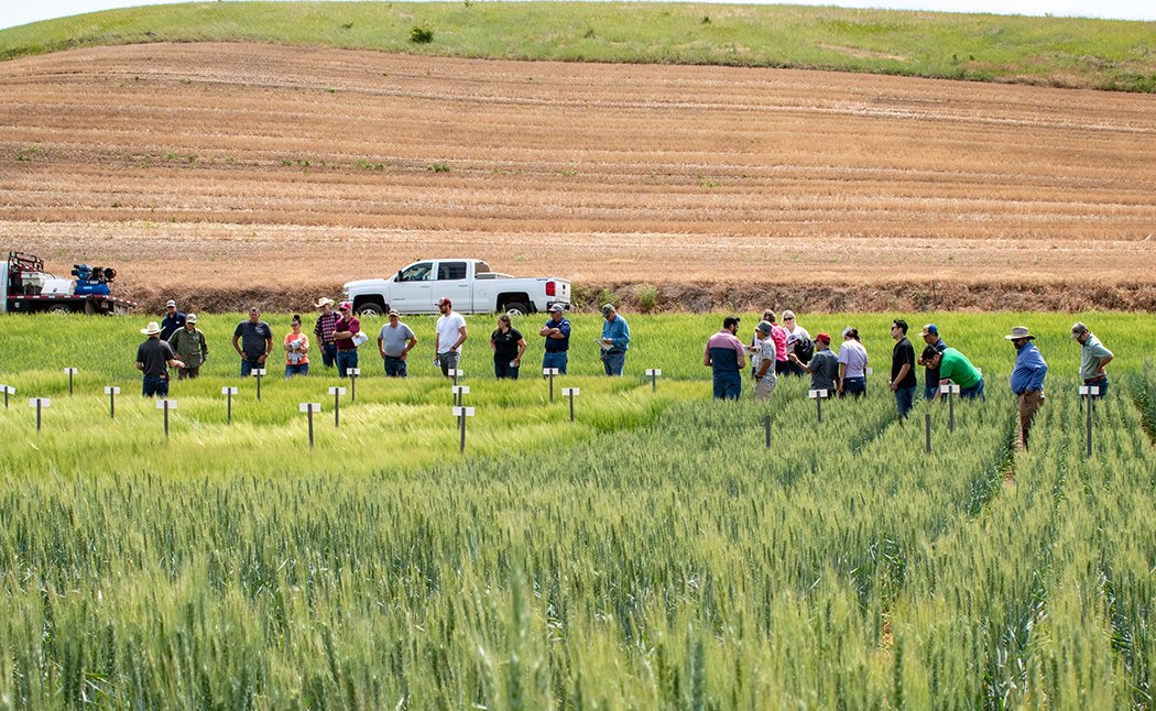 WashingtonGrain's tweet photo. Not able to attend any of the @WSUVarietyTest field days, or just want a refresher? Watch the 2023 winter &amp; spring wheat variety descriptions for low rainfall regions on the @wsucahnrs YouTube Channel: https://t.co/EbV1cxMt8Y
#WAwheat #WAbarley #smallgrains #research https://t.co/O1K1ARn1zQ