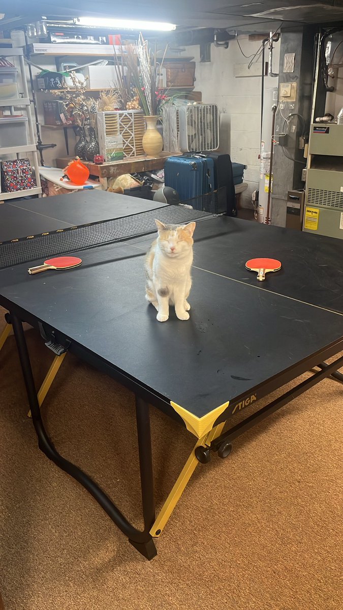 fatfatmillycat tweet media