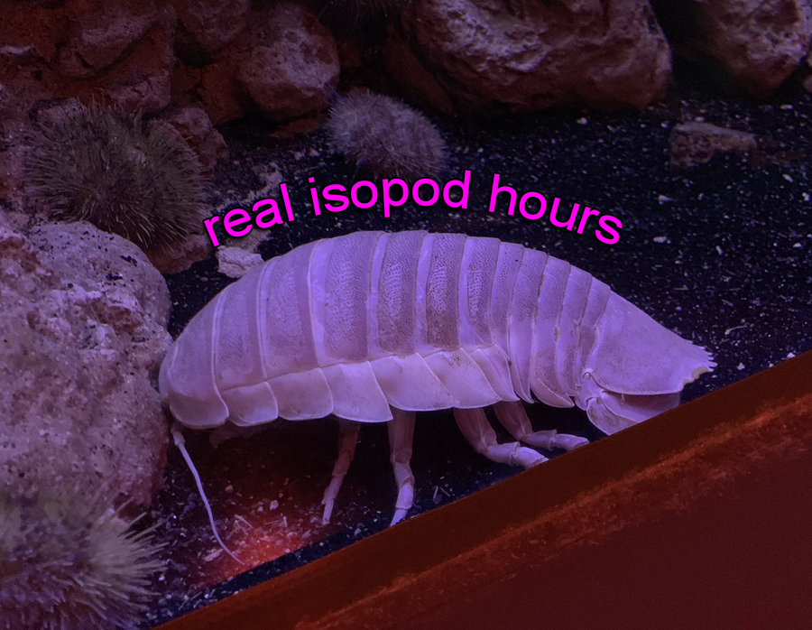IsopodBot's tweet image. It's real isopod hours