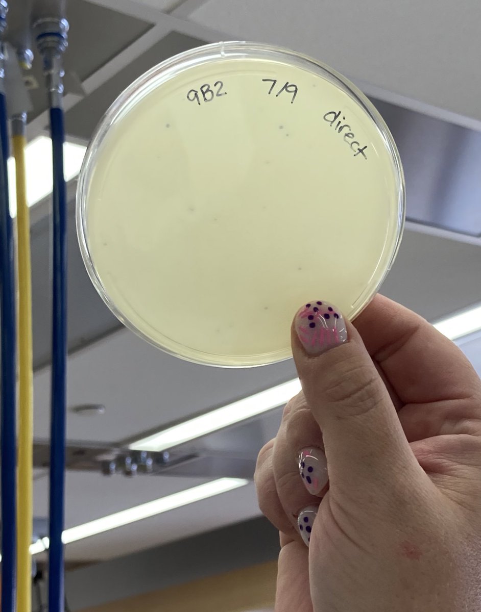 CornelyKathleen's tweet photo. @HHMIBilly @HHMINEWS @UMBC Success! We even had a number of participants who observed plaques on their plates using the direct plating method, which is quite the accomplishment! #SEAPHAGES #PhageDiscoveryWorkshop @HHMINEWS @UMBC https://t.co/9Z69cBvfRC