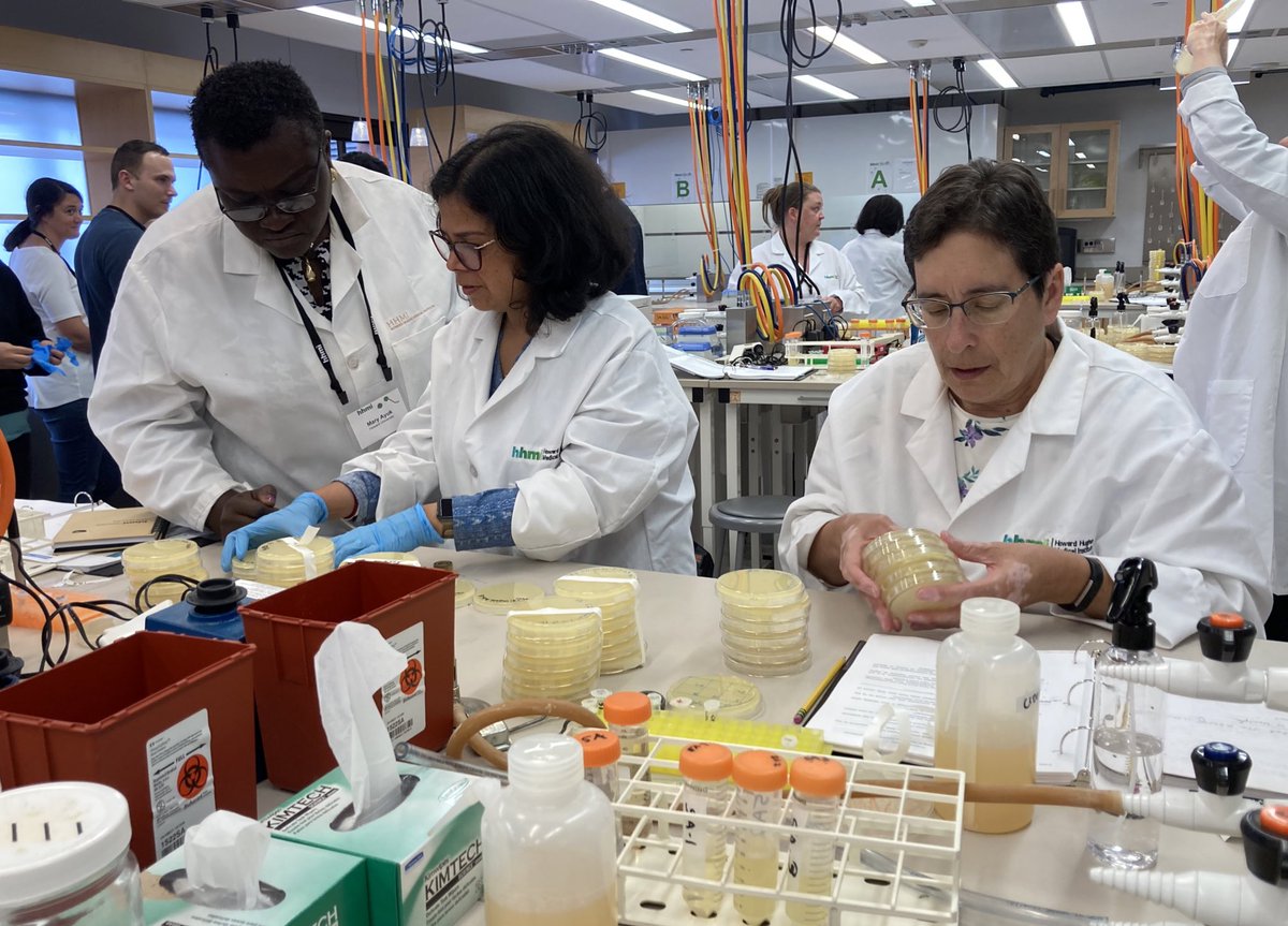 CornelyKathleen's tweet photo. @HHMIBilly @HHMINEWS @UMBC Success! We even had a number of participants who observed plaques on their plates using the direct plating method, which is quite the accomplishment! #SEAPHAGES #PhageDiscoveryWorkshop @HHMINEWS @UMBC https://t.co/9Z69cBvfRC
