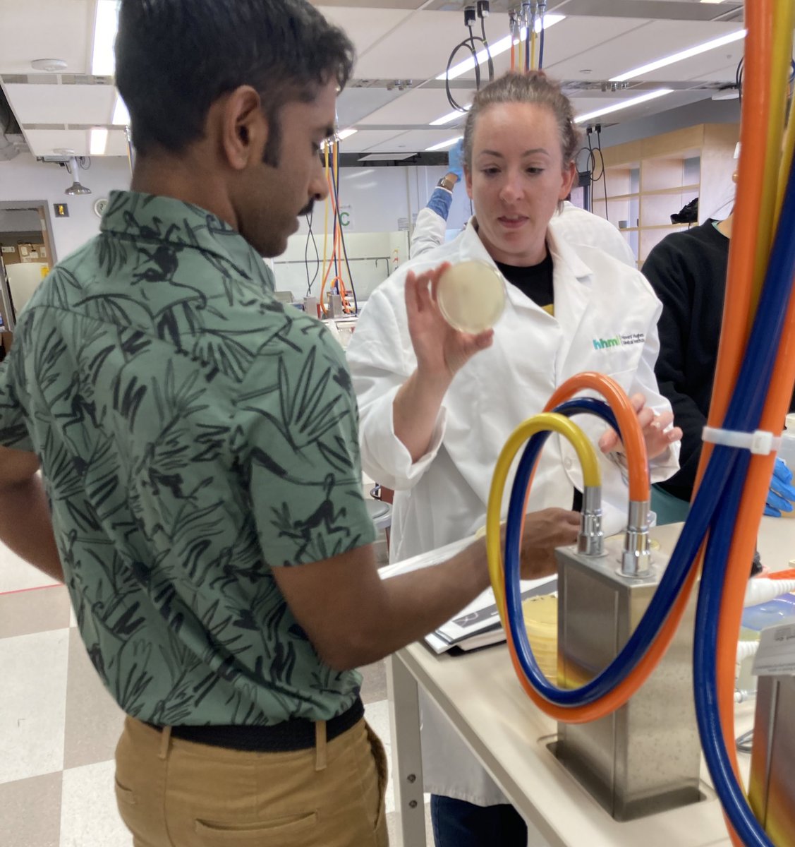 CornelyKathleen's tweet photo. @HHMIBilly @HHMINEWS @UMBC Success! We even had a number of participants who observed plaques on their plates using the direct plating method, which is quite the accomplishment! #SEAPHAGES #PhageDiscoveryWorkshop @HHMINEWS @UMBC https://t.co/9Z69cBvfRC