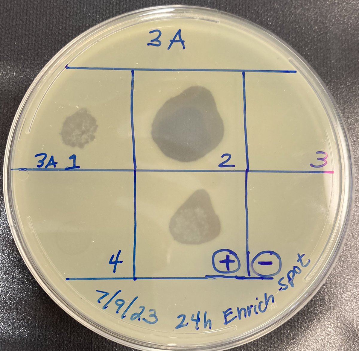CornelyKathleen's tweet photo. @HHMIBilly @HHMINEWS @UMBC Success! We even had a number of participants who observed plaques on their plates using the direct plating method, which is quite the accomplishment! #SEAPHAGES #PhageDiscoveryWorkshop @HHMINEWS @UMBC https://t.co/9Z69cBvfRC