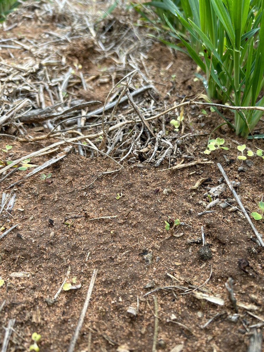 JamesConsi's tweet photo. Callisto still buying us time against key BLW’s ~10 weeks later. Very handy this season given spray days have been limited in the VIC Mallee. #mixandrotate @WeedSmartAU @CropDoctor54 @SyngentaANZ @marranev @gwxr496 https://t.co/Ec4E4L2Yr0