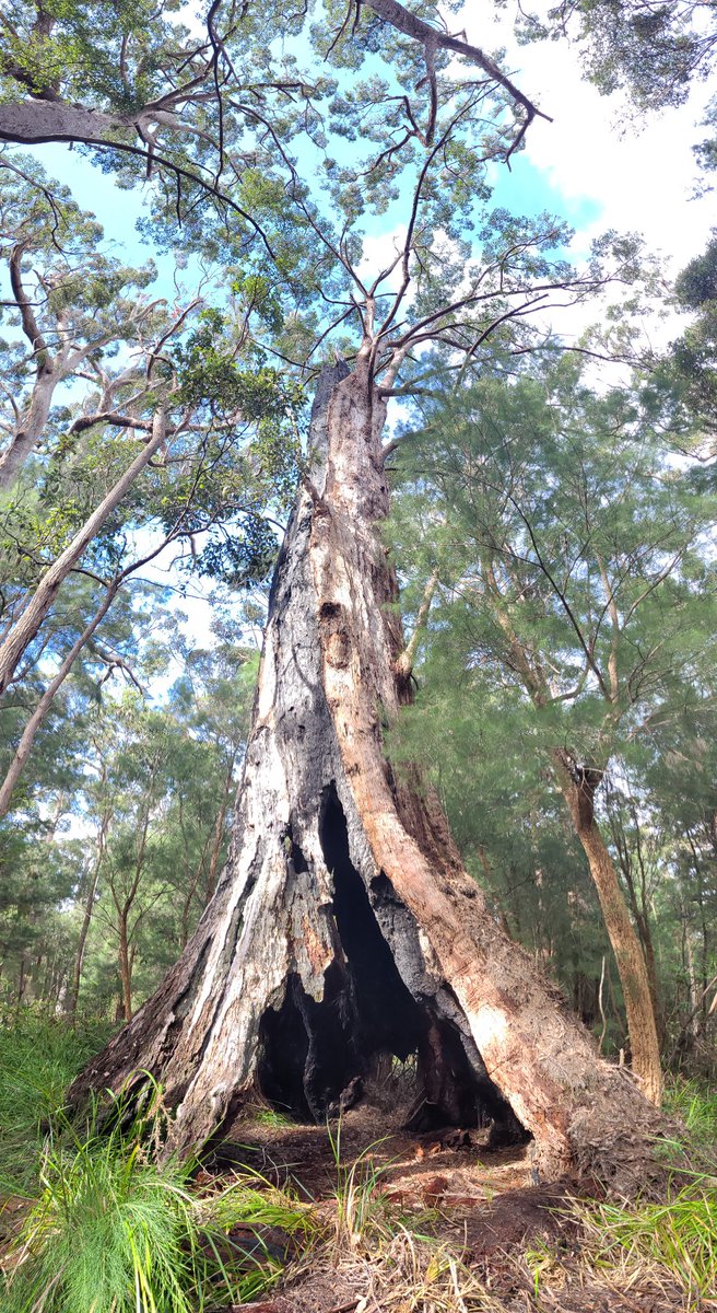 Tuesday is for big tree appreciation. 
This is a big, old, gnarly Red Tingle (Eucalyptus jacksonii) along the south coast of Western Australia. 

#eucbeaut #thicktrunktuesday
#wildoz #ozflora #nature
