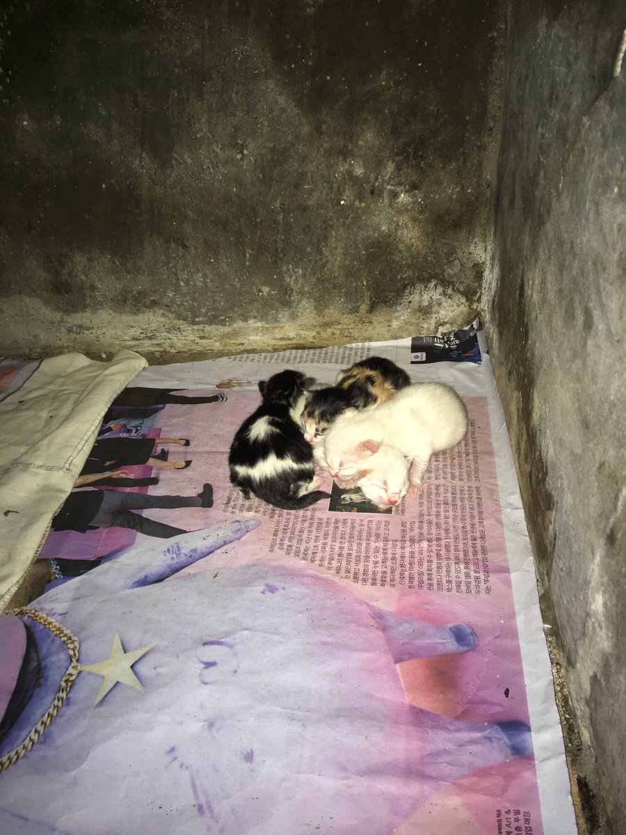 SiKucingAbu2's tweet photo. Anak ke>33 warna warni https://t.co/XbpXJUh0wL