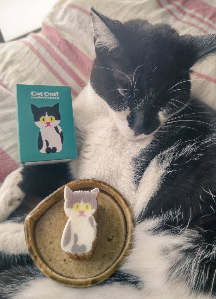 miyoween's tweet photo. カタヌキヤの ぶちねこ キャラメルサレ・バウムを
うちの猫と一緒に。
ポチバウム。🐈‍⬛
@KatanukiO 
#カタヌキヤ
#CatOut
https://t.co/Tku99HWSa7 https://t.co/RyFjjgsd8v