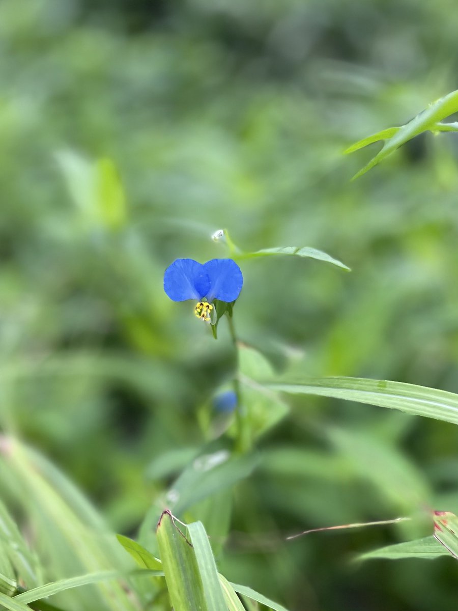 38k310m's tweet photo. ウォーキング途中で目にするのは
夏を感じる季節の花の一つ✨
#ツユクサ https://t.co/lurUgFBvWx