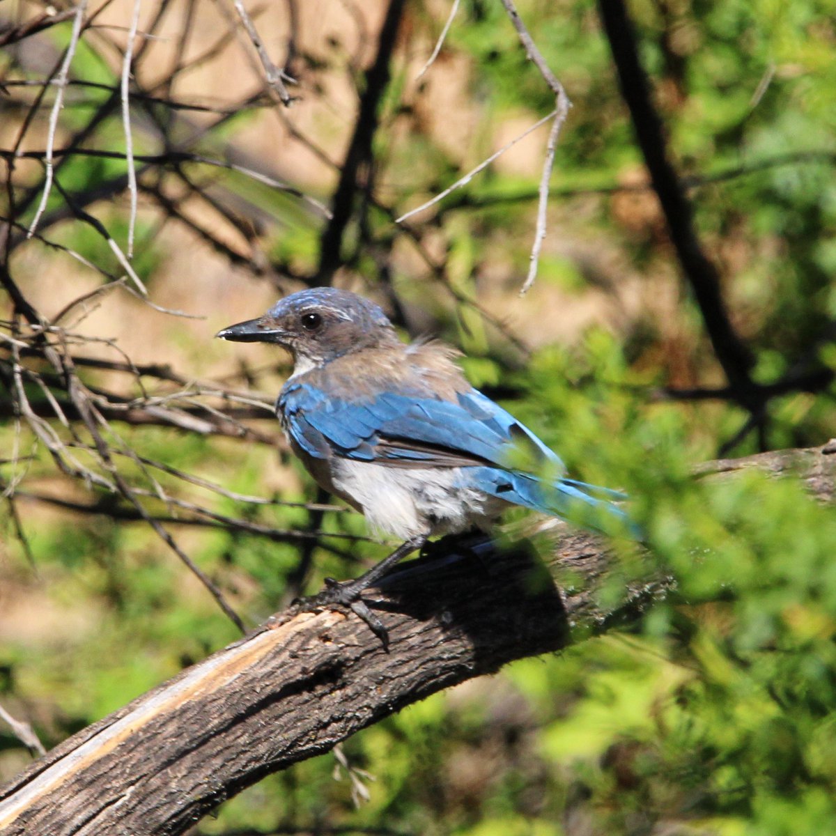 bmiles33's tweet image. Birding in Northern California. #annashummingbird #californiascrubjay #treeswallow