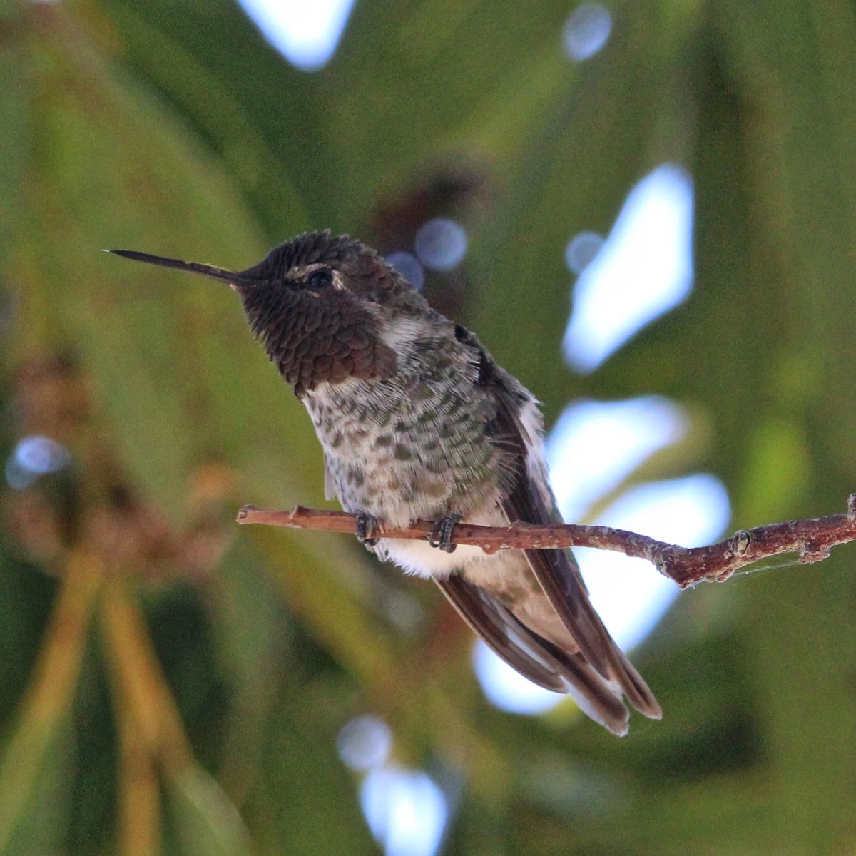 bmiles33's tweet image. Birding in Northern California. #annashummingbird #californiascrubjay #treeswallow