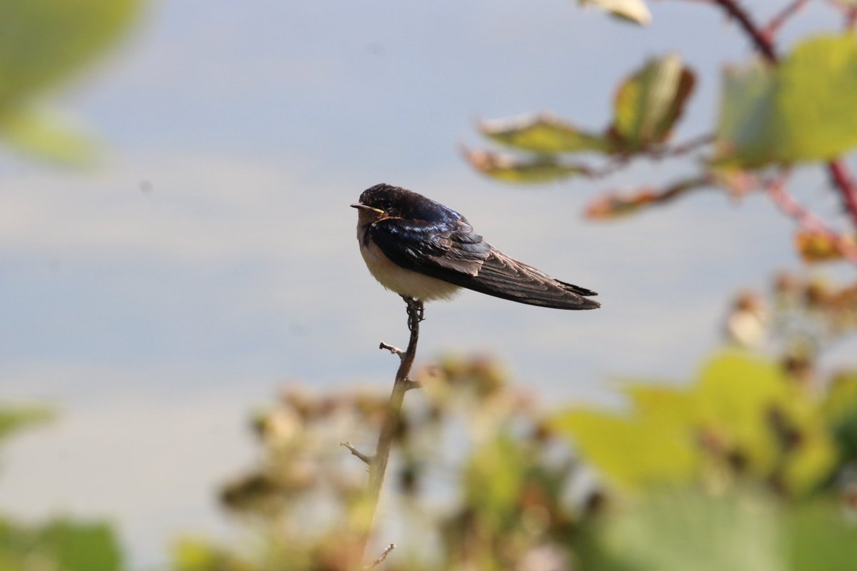 bmiles33's tweet image. Birding in Northern California. #annashummingbird #californiascrubjay #treeswallow