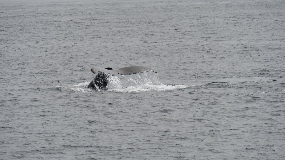 daksmith064's tweet photo. Whale watching 10/10. https://t.co/Z60GhNMKmb